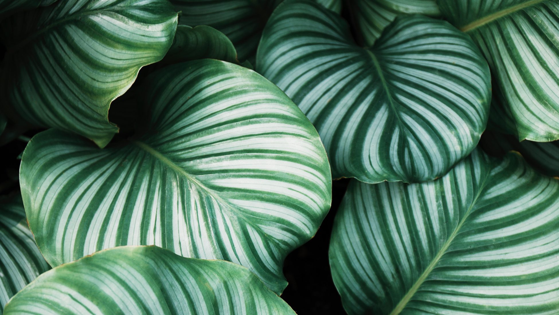 Personalgreen