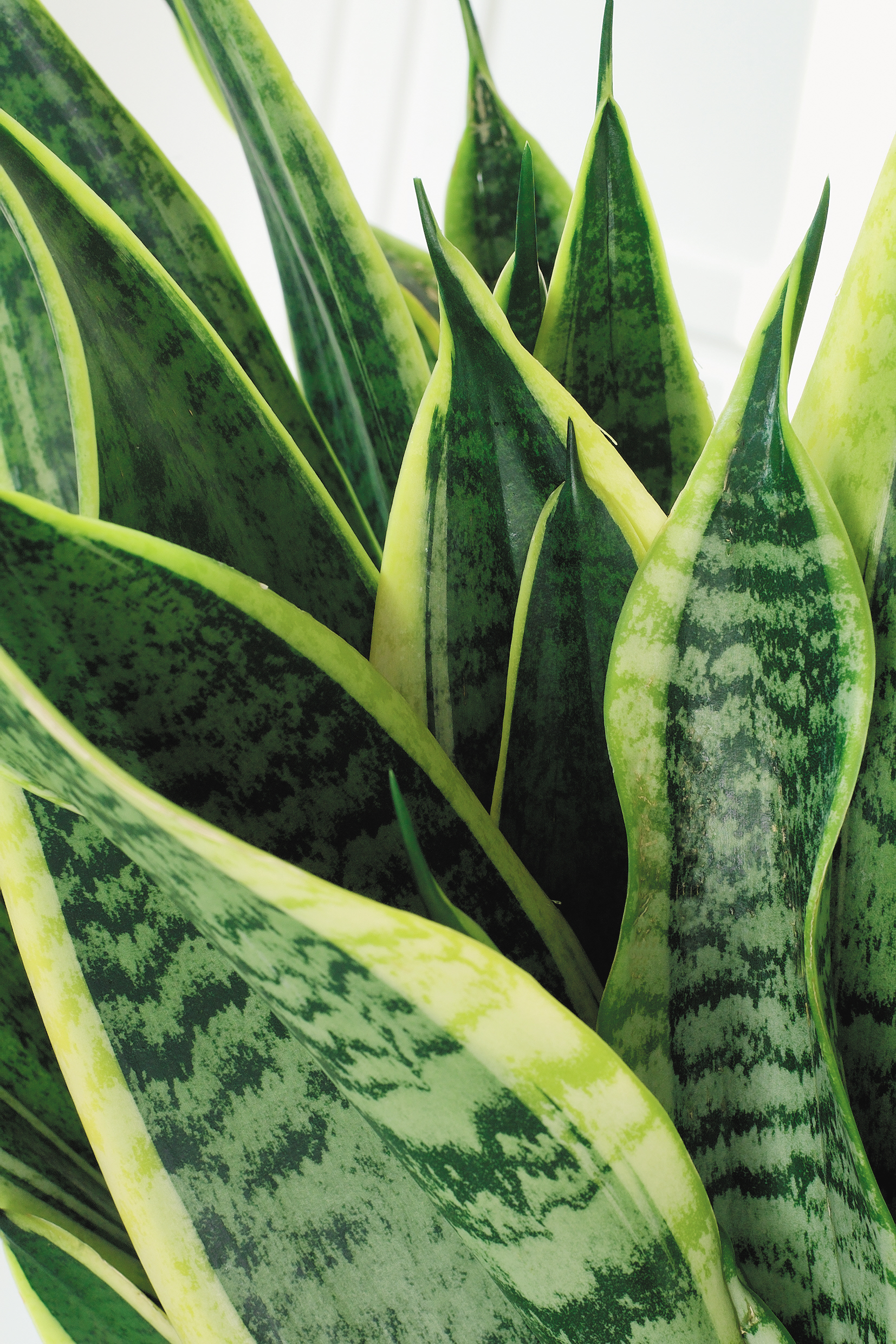 Personalgreen